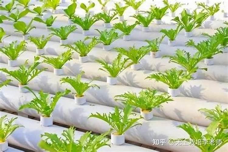 鞍山结婚送大葱跟粉条是什么意思？