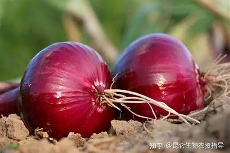洋葱出现肥害,烂根等症状怎么办？