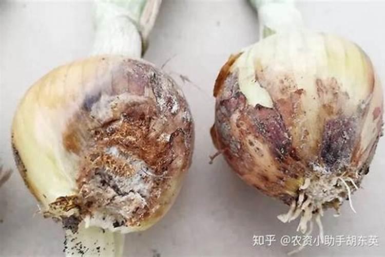 洋葱水害,肥害洋葱苗黄尖怎么救治？