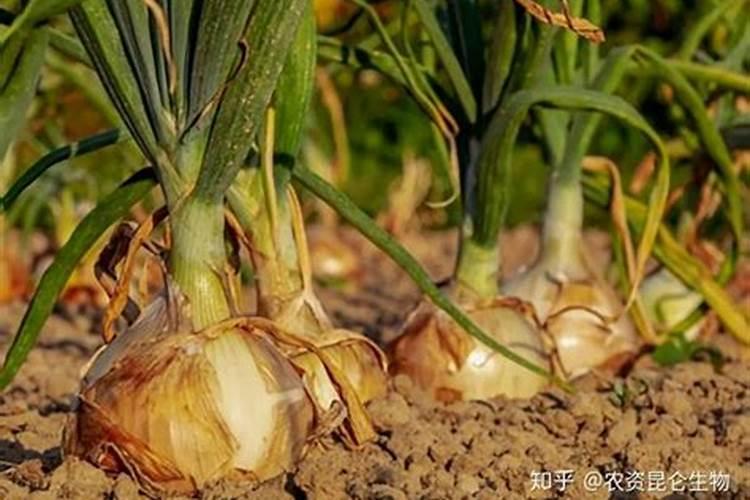 洋葱水害,肥害洋葱苗黄尖怎么救治