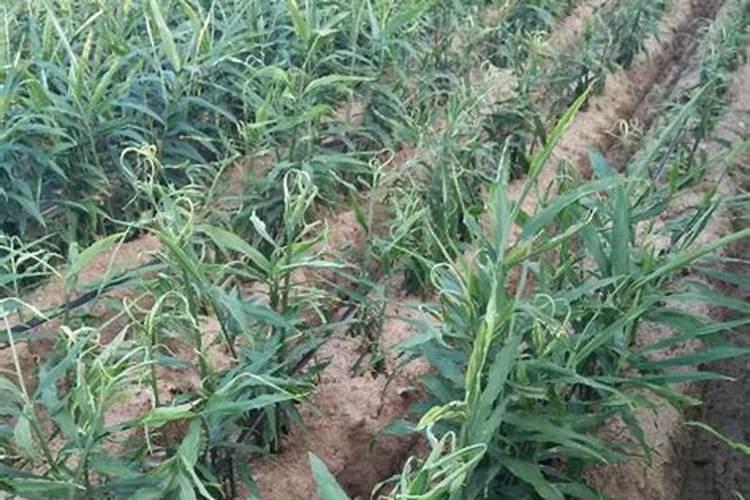 叶面肥哪个产品最好