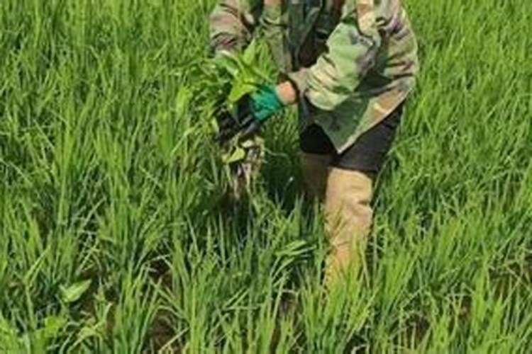 种白花三叶草除杂草应该怎么做 几天发芽
