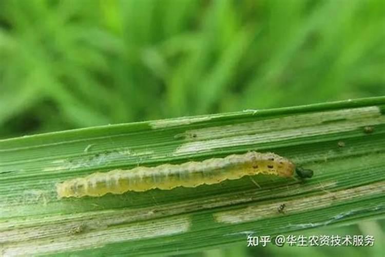 虫螨腈不能与什么混用,如何使用,使用注意事项