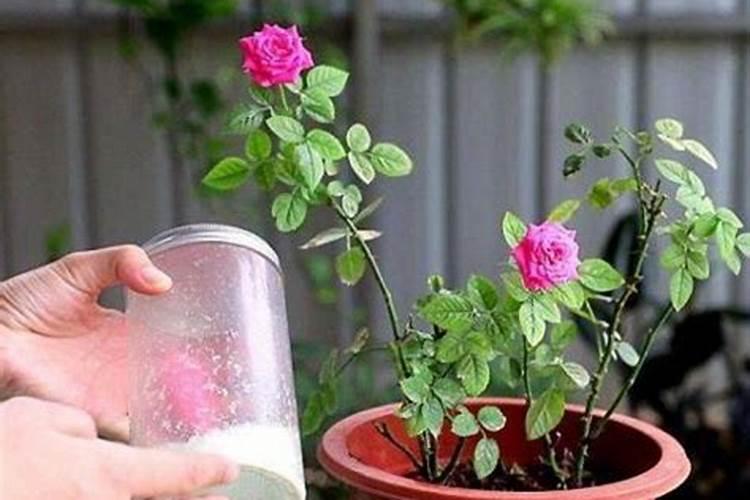 科学的用叶面肥有利于生长,尖椒种植叶面肥该怎么施肥？
