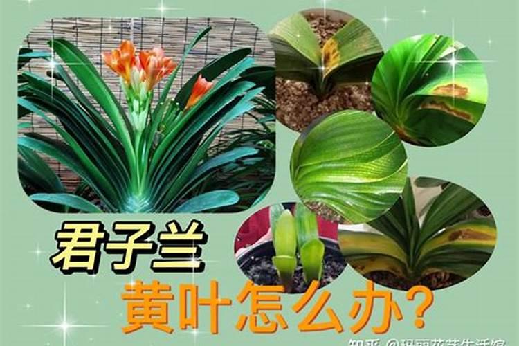 生石灰和消石灰检测钙镁含量的方法及计算公式是否一样
