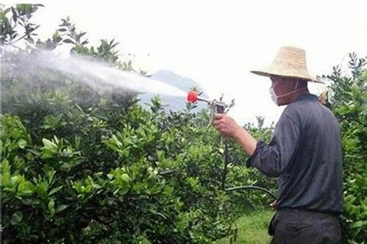 牡丹种子的种植时间、种植方法是什么？