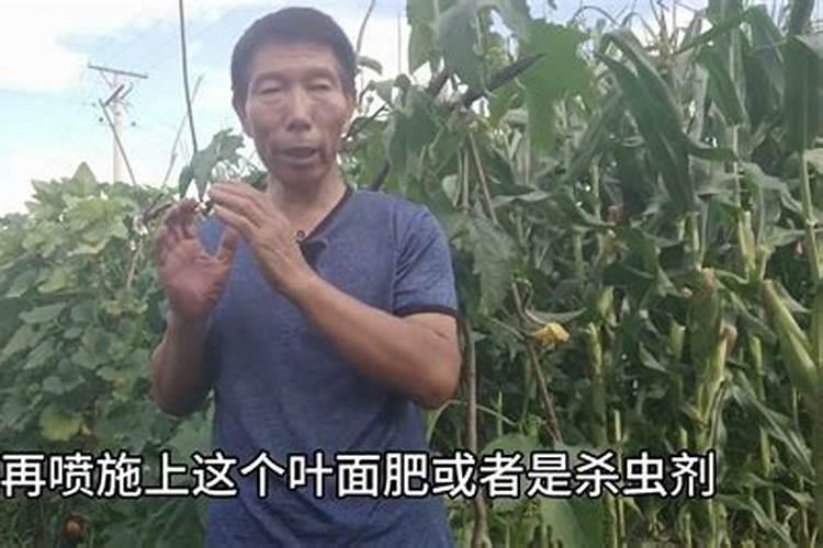 槟榔施什么钾肥才能达到高产