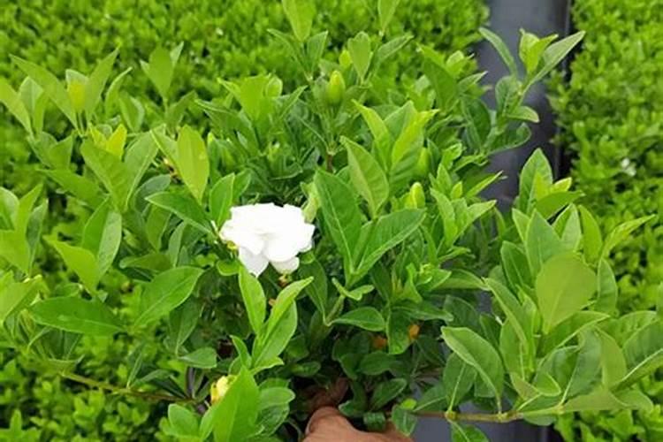 小果树施什么肥长的快