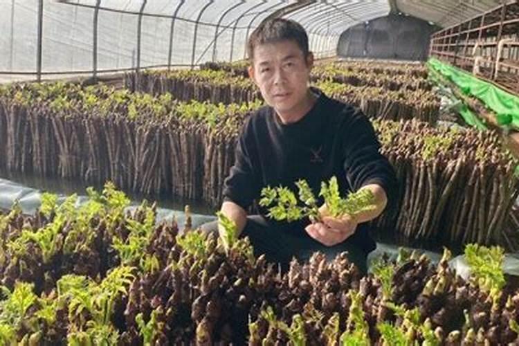 刺嫩芽种子怎么催芽