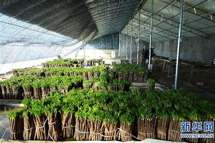 刺嫩芽种植有哪些注意事项？附刺嫩芽种植前景!