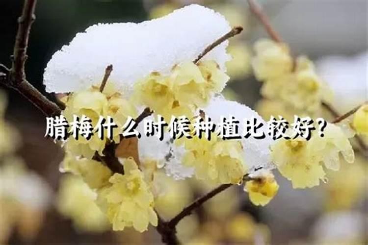 腊梅用什么肥料最好