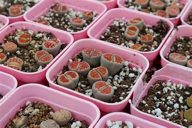 腐植酸水溶肥是什么肥料
