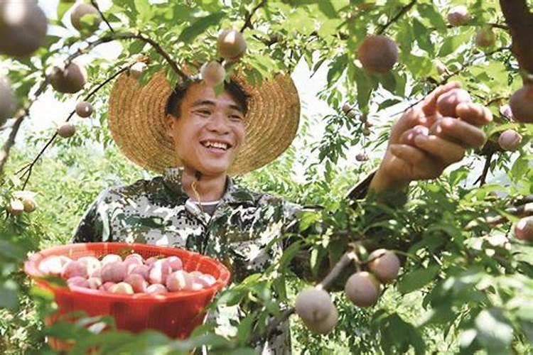 李子树施肥时间,如何合理施肥,李子施肥技术