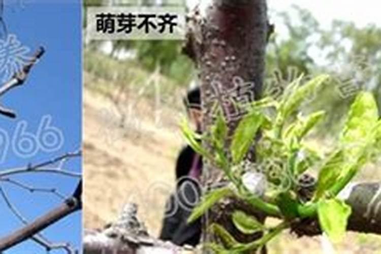 枣树什么时候施肥最好 枣树的施肥时间
