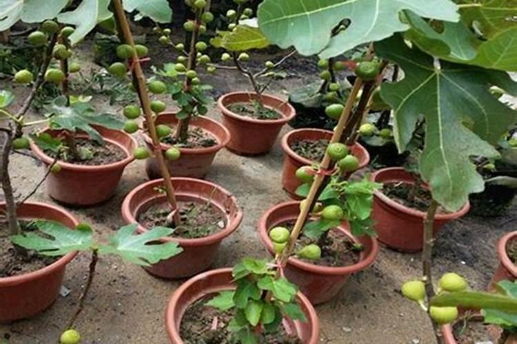 无花果追肥用什么肥料好