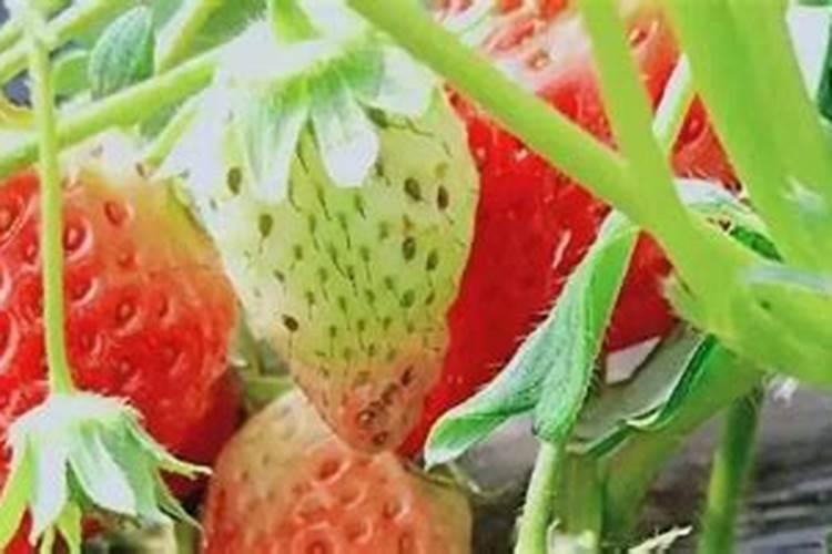 草莓用什么肥料最好可增产