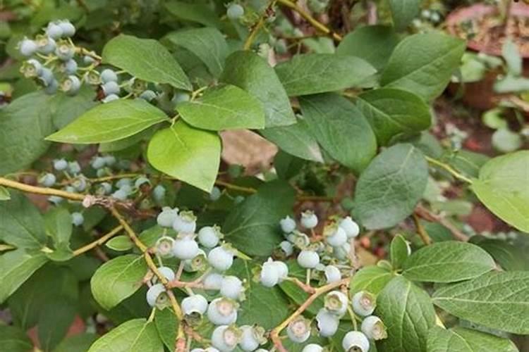 蓝莓开花结果期施什么肥好