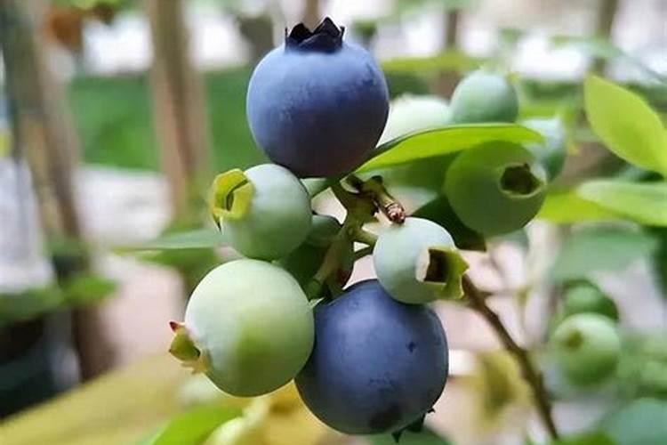蓝莓结果期怎么施肥