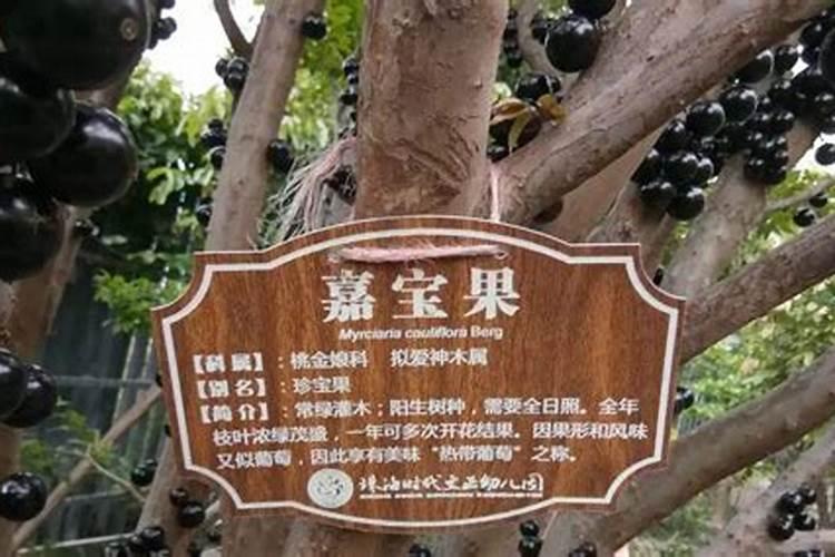 果树用什么肥料最好