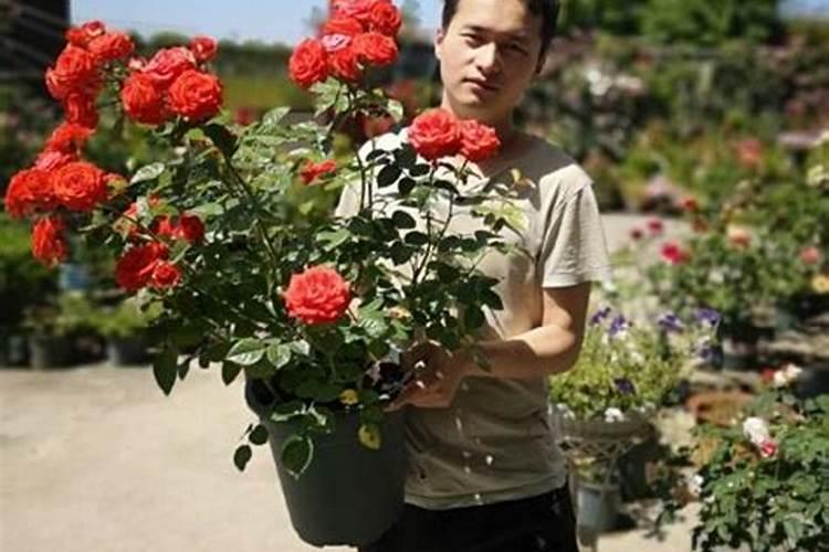 施什么肥让月季花又多又大