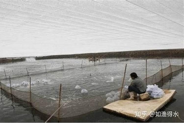 八棱丝瓜用碳铵肥水可以吗