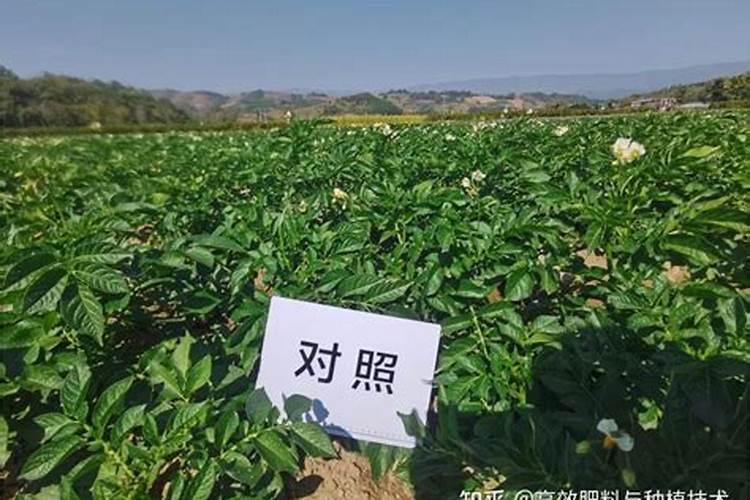 马铃薯肥料用量多少为宜 如何把握马铃薯肥料的用量