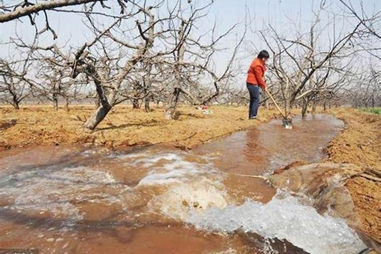 水溶肥苹果树一亩上多少
