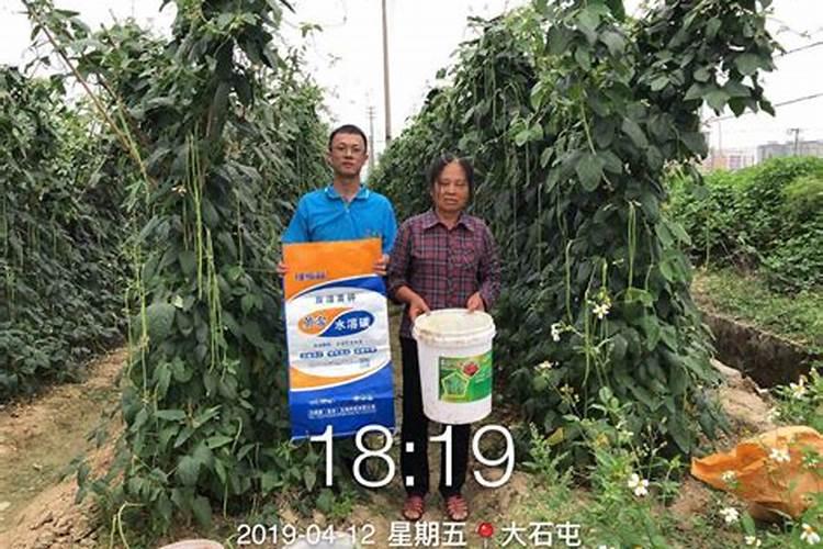 效果好的水溶肥是哪家