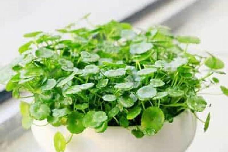 铜钱草浇水的正确方法