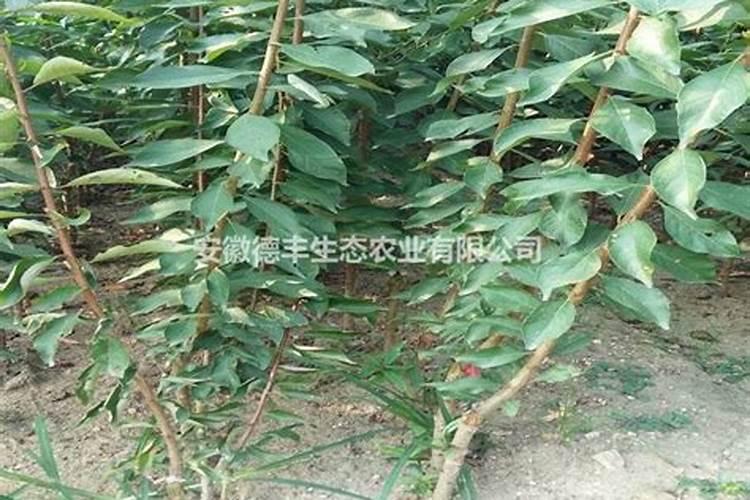 李子树苗怎么栽种