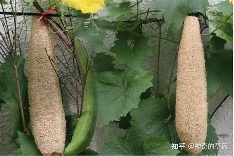 磷酸二氢钾肥料的功效和作用
