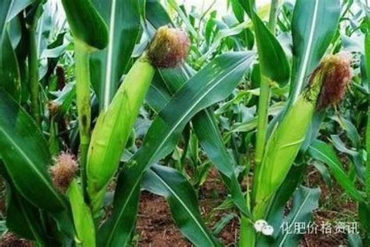 玉米后期打什么叶面肥能增加产量？