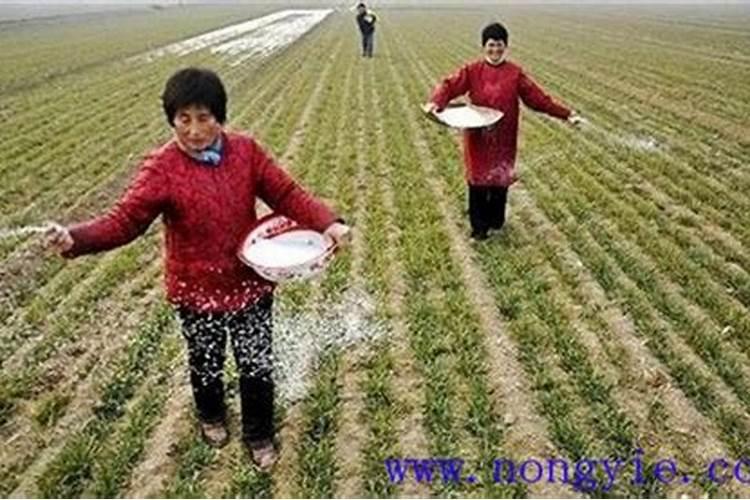 小麦拔节期能浇水吗