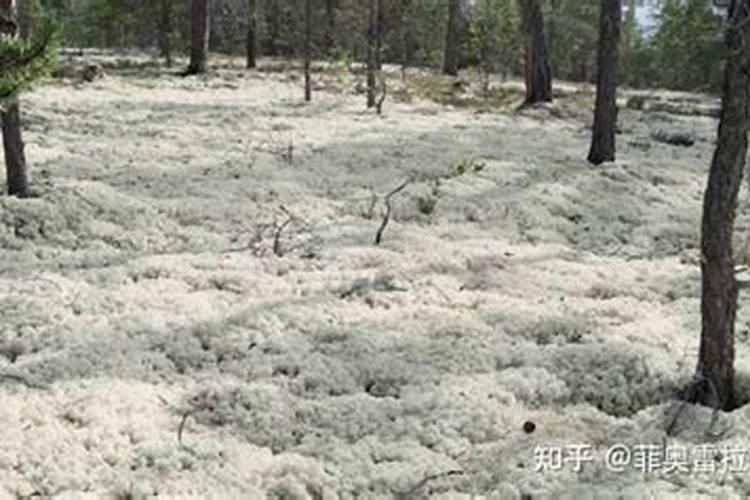 盆栽绿植表面上铺什么比较好？