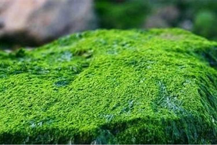 种植芥蓝时,多久施肥一次是最好的选择呢？
