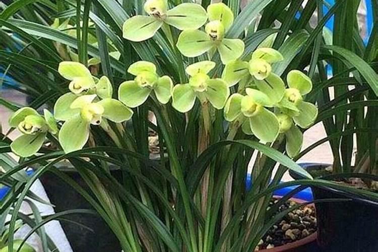 什么肥料保花