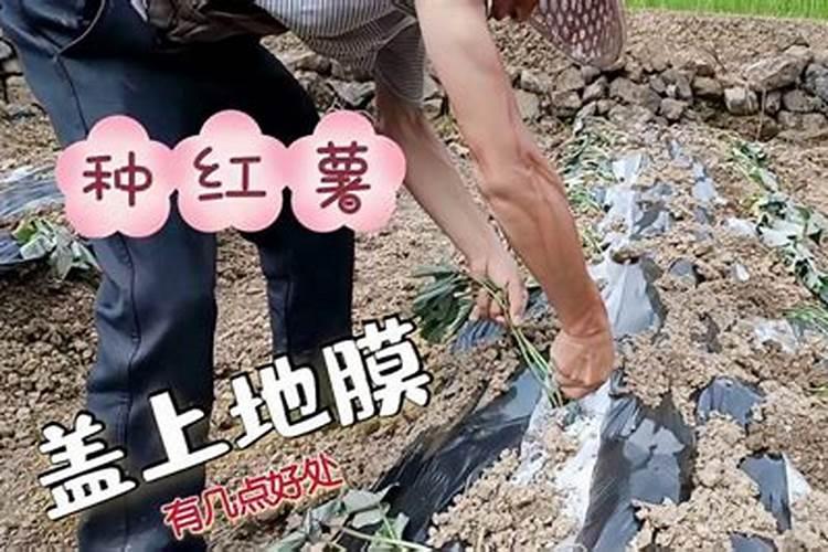 红薯上什么肥料长得又大又甜