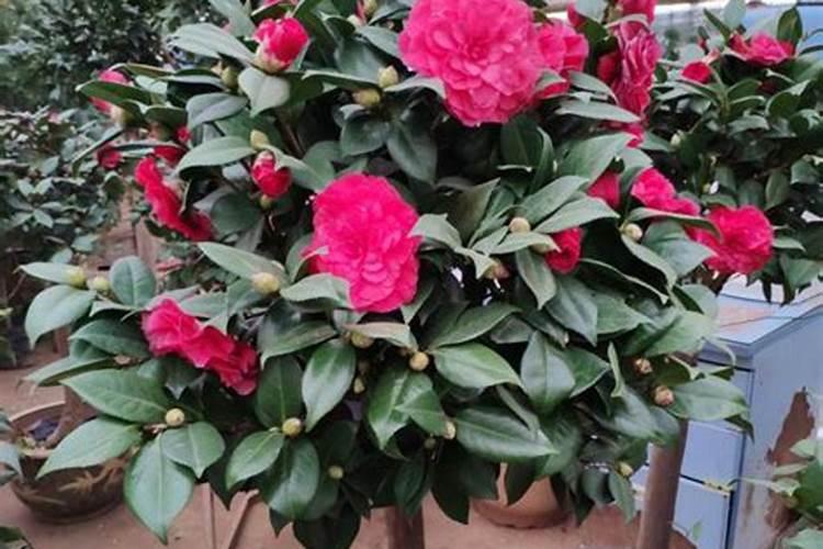 家中种花就种“玉堂富贵”花,寓意好还漂亮,都是哪几种呢？