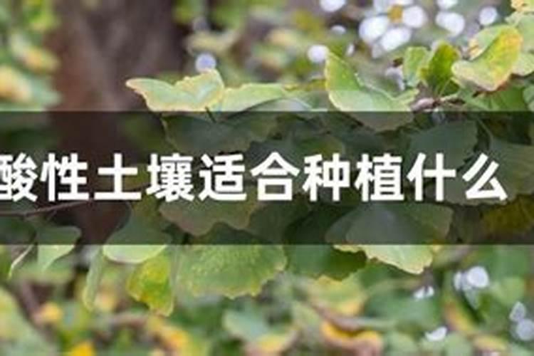 哪些植物适合碱性土壤,哪些植物适合酸性土壤栽植？