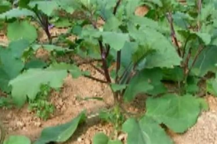 茄子用什么肥料高产 茄子施肥的注意事项