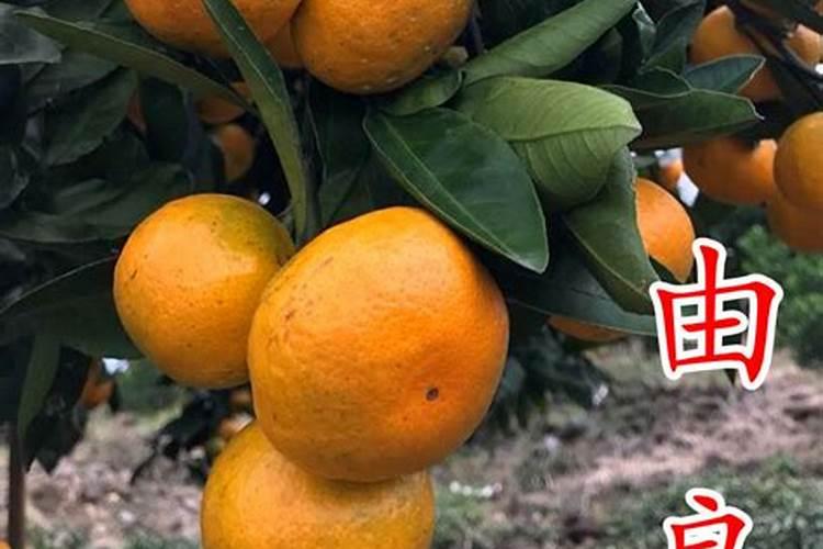 果树缺钙用什么肥料最适合