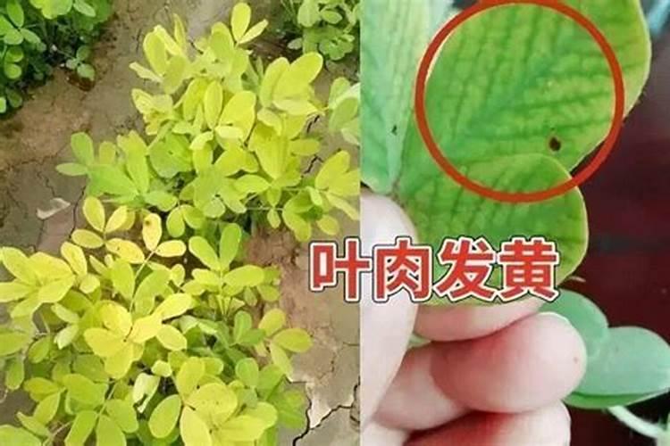 怎样合理施用叶面肥？ 枯黄萎专治53.5%申嗪霉素