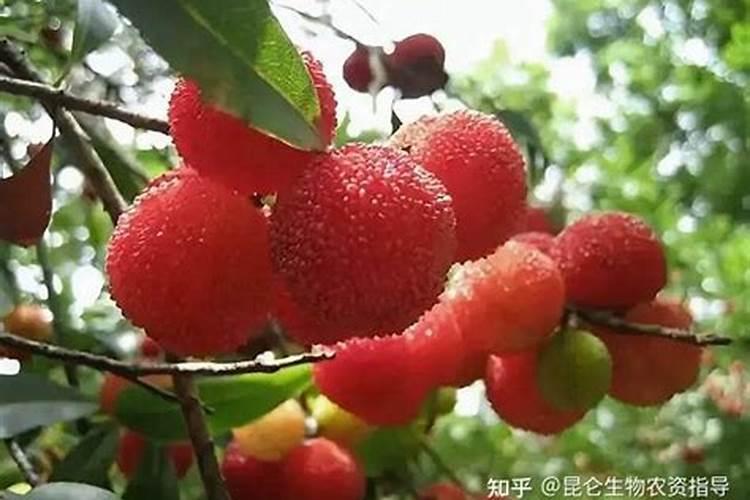 杨梅果实膨大管理技术 如何合理施肥