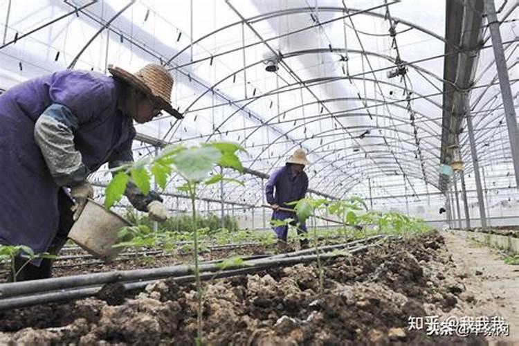 菜头学名叫什么,生长条件