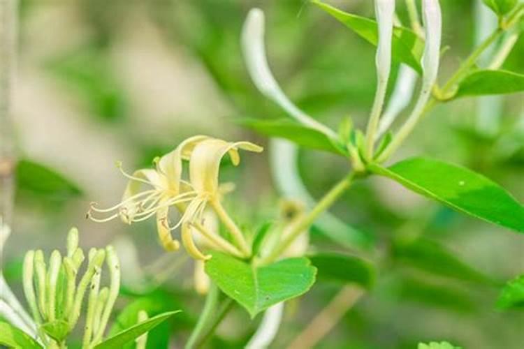 金银花可以上2次肥料吗