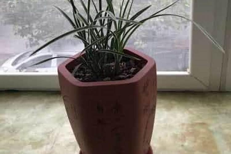 蓝色的兰花肥料有哪些