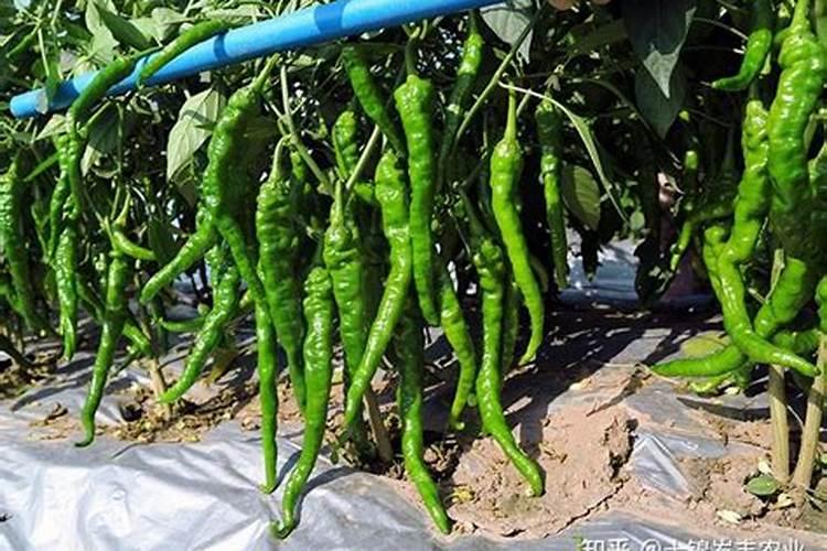 长辣椒时能放复合肥吗