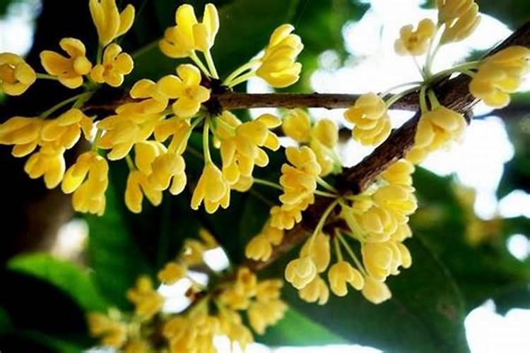 桂花树施什么肥？