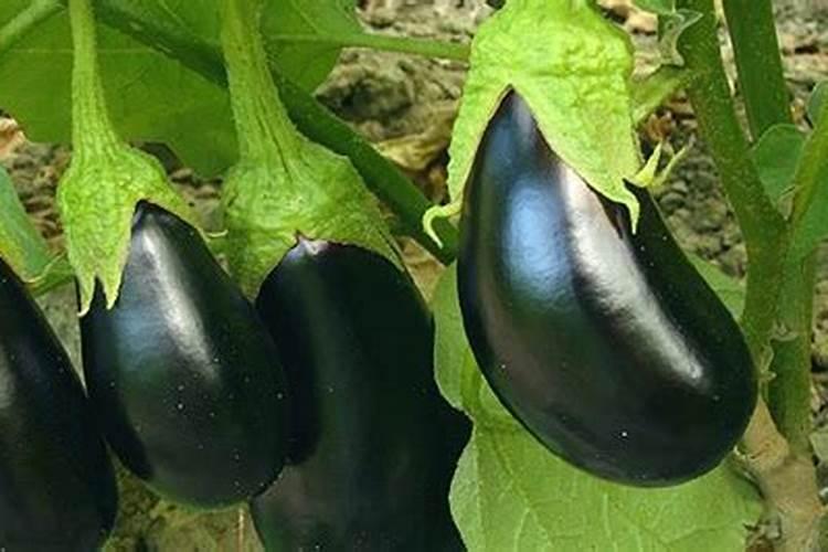 茄子缺素症防治方法