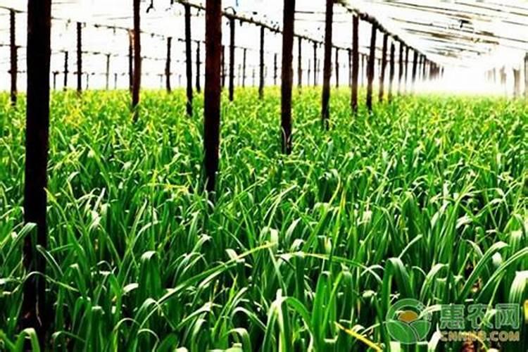 大蒜种植技术和施肥技术